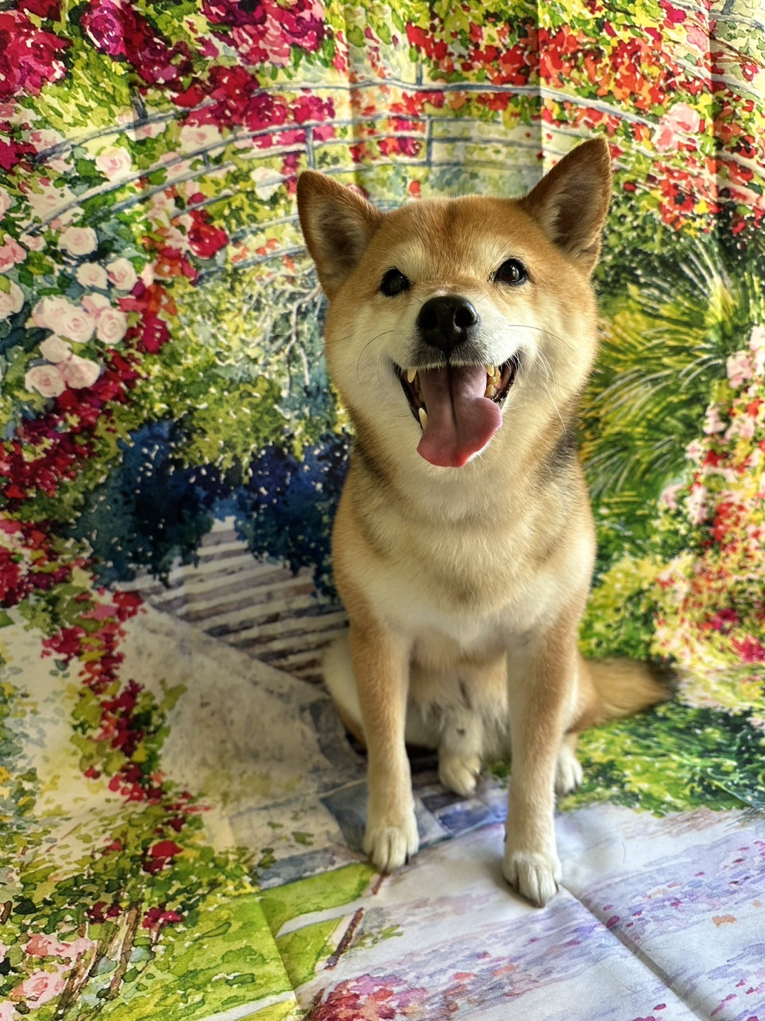 柴のちゃちゃ丸ちゃん シャンプーコース お爪切り 肛門腺 絞り