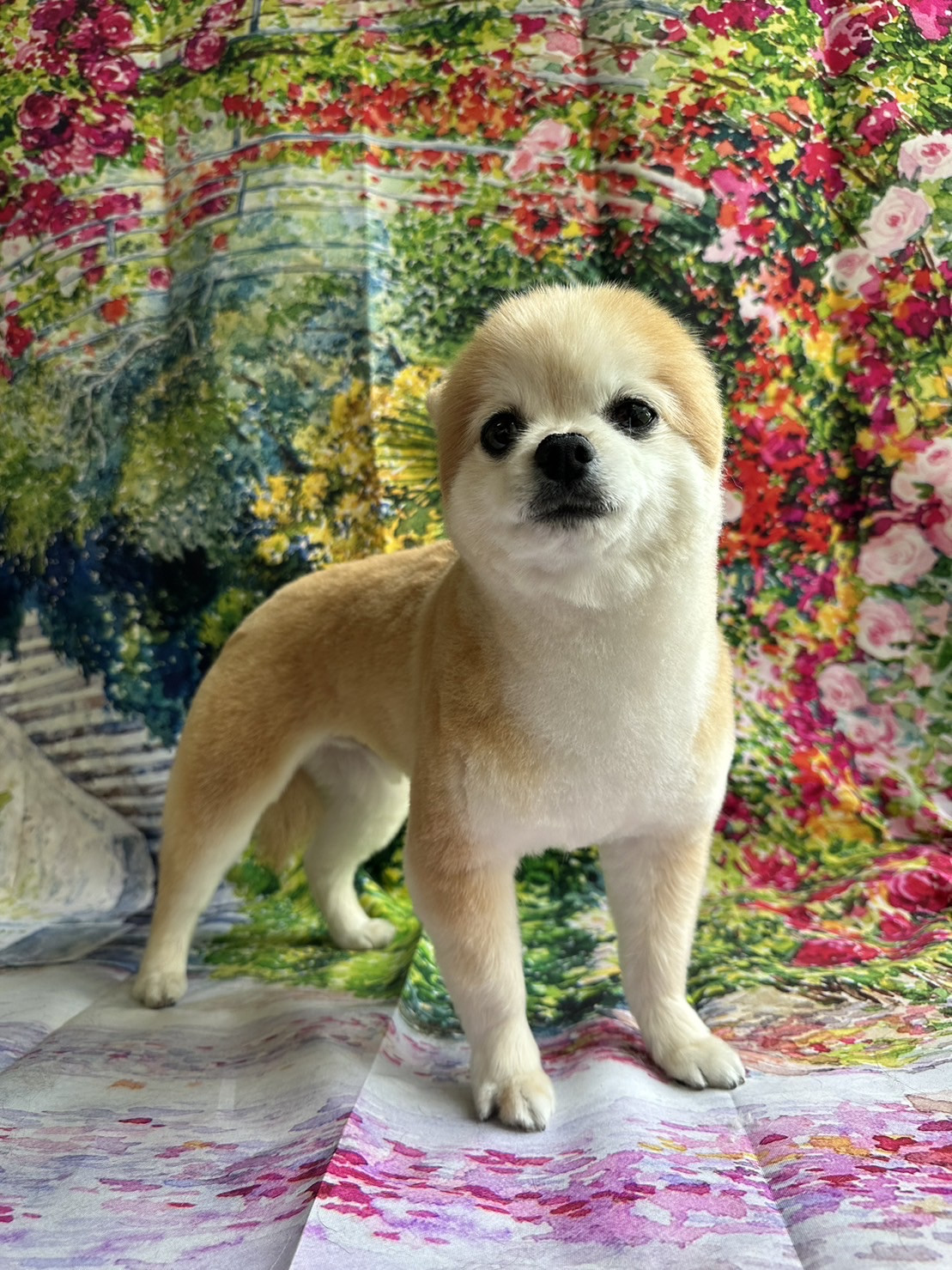 MIXの虎徹ちゃん トリミングコース