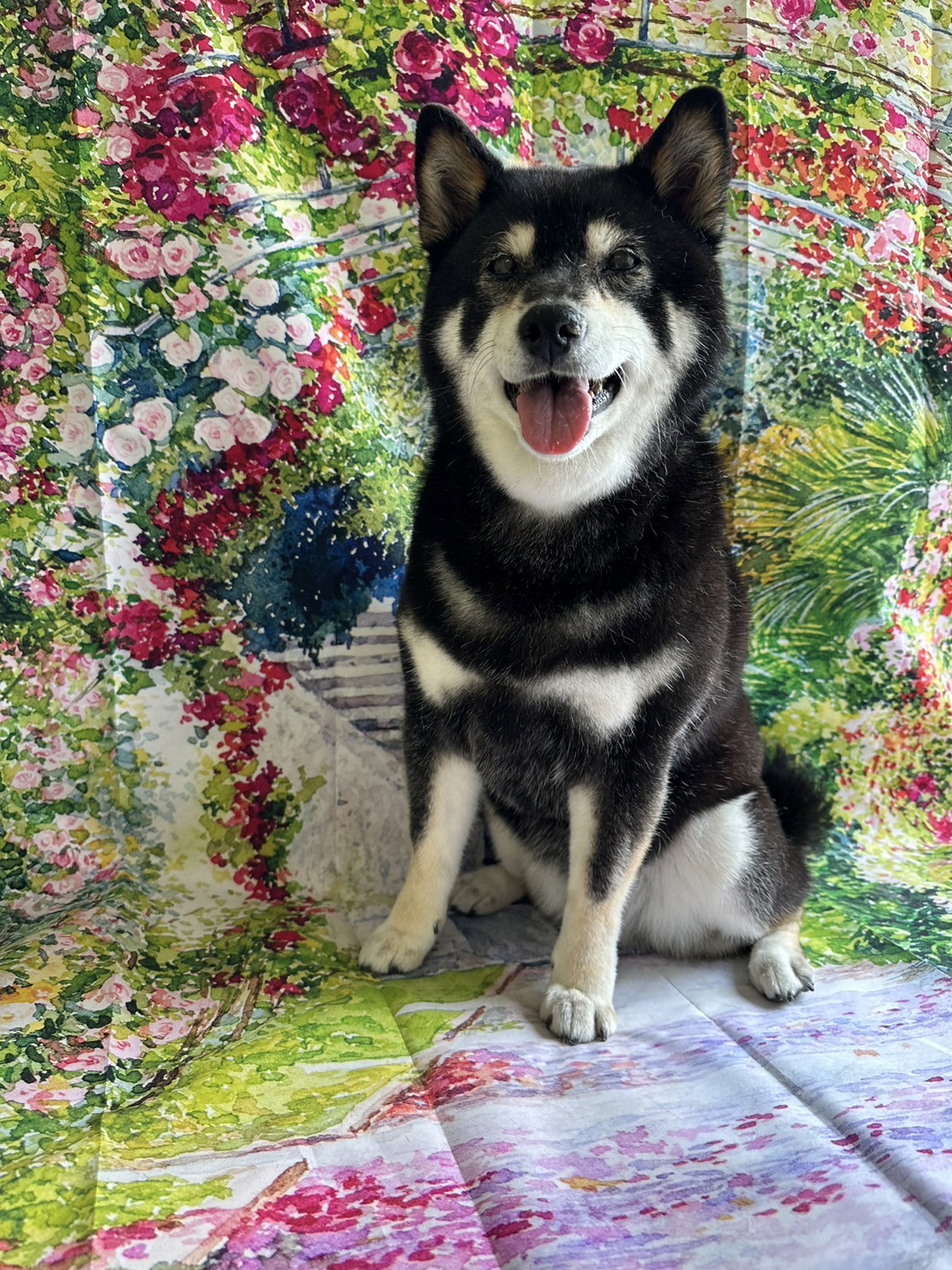 柴のさくらちゃん グルーミングコース