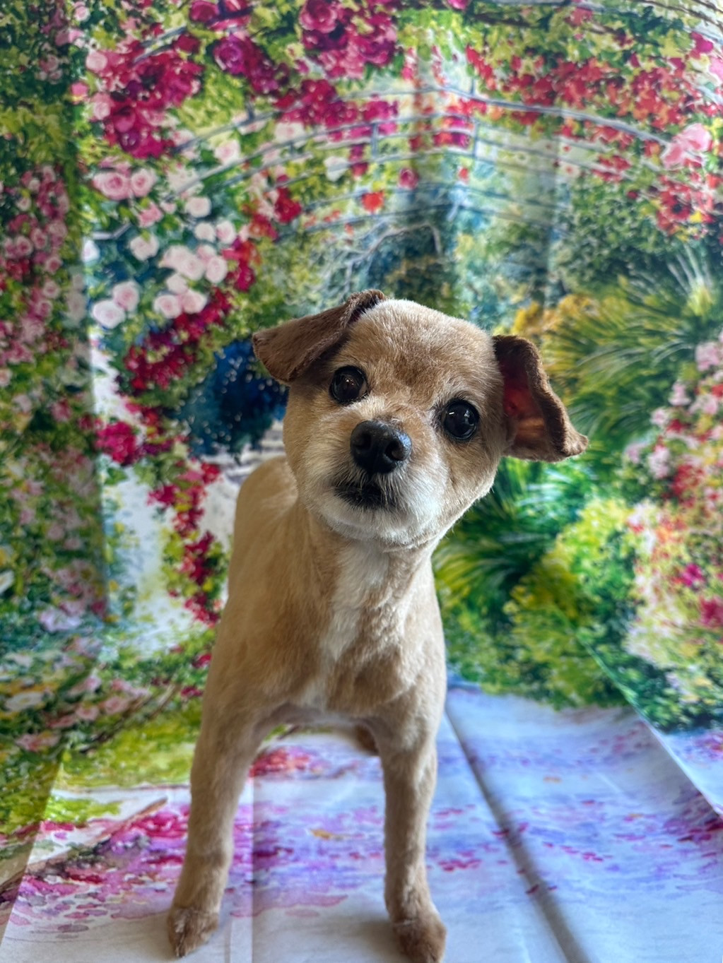 MIXのプーちゃん トリミングコース