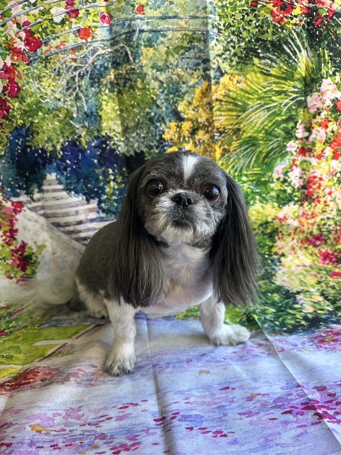 シーズーのももこちゃん トリミングコ ース