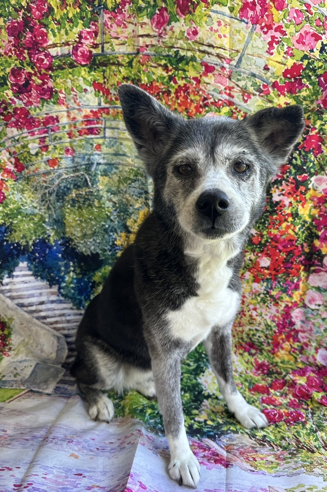 MIXのラズちゃん シャンプーコース