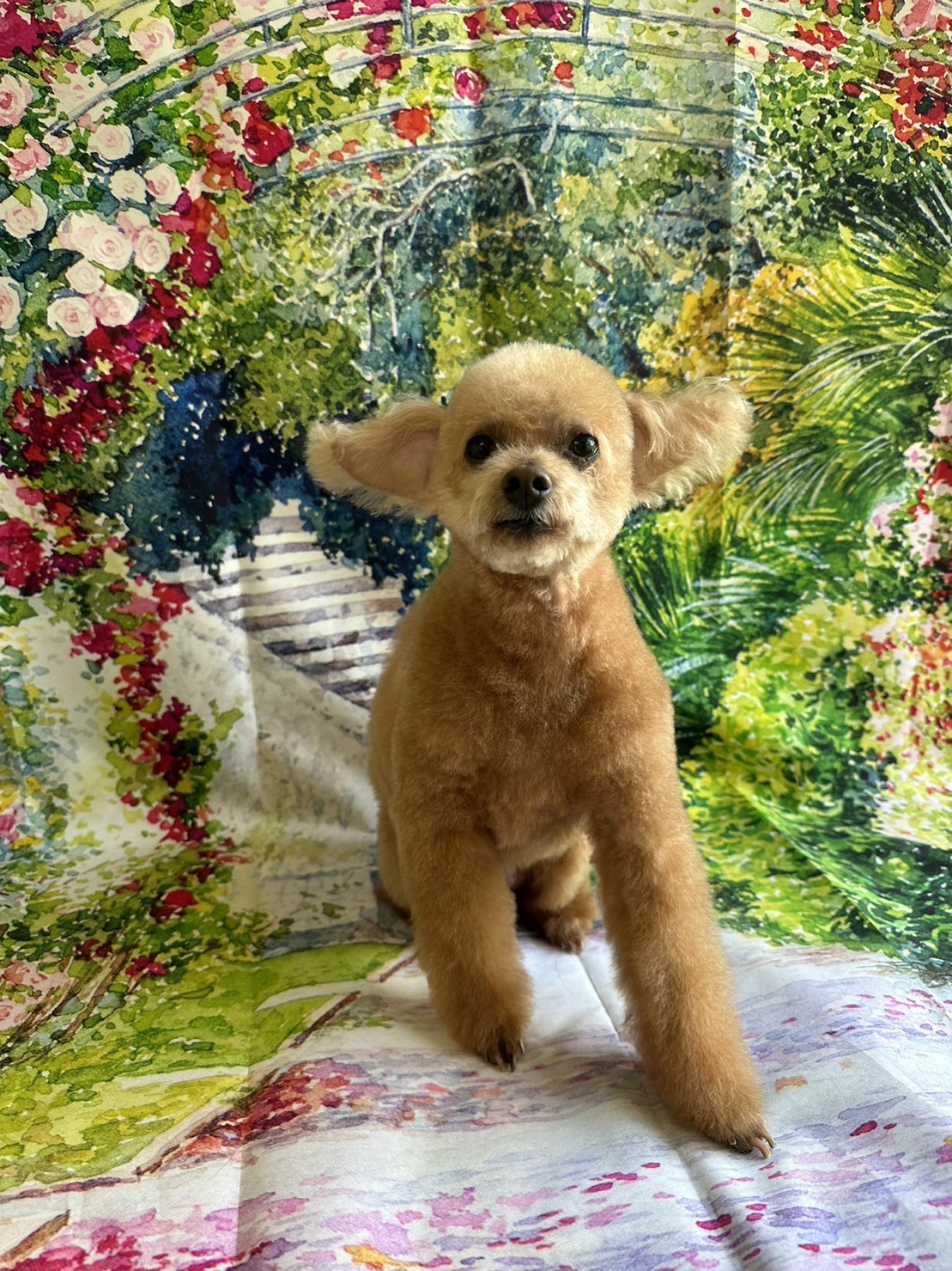 プードルのハルちゃん トリミングコース デンタル