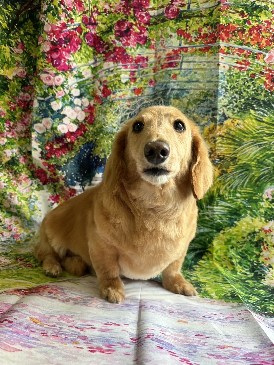 ダックスのポチちゃん トリミングコース