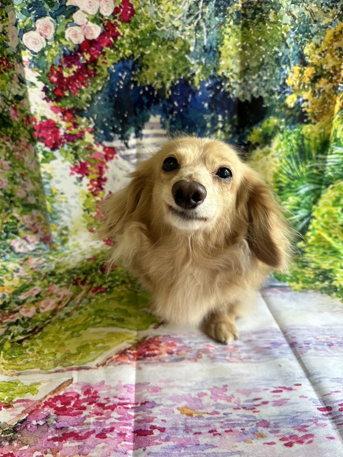 ダックスのミミちゃん グルーミングコース 部分カット