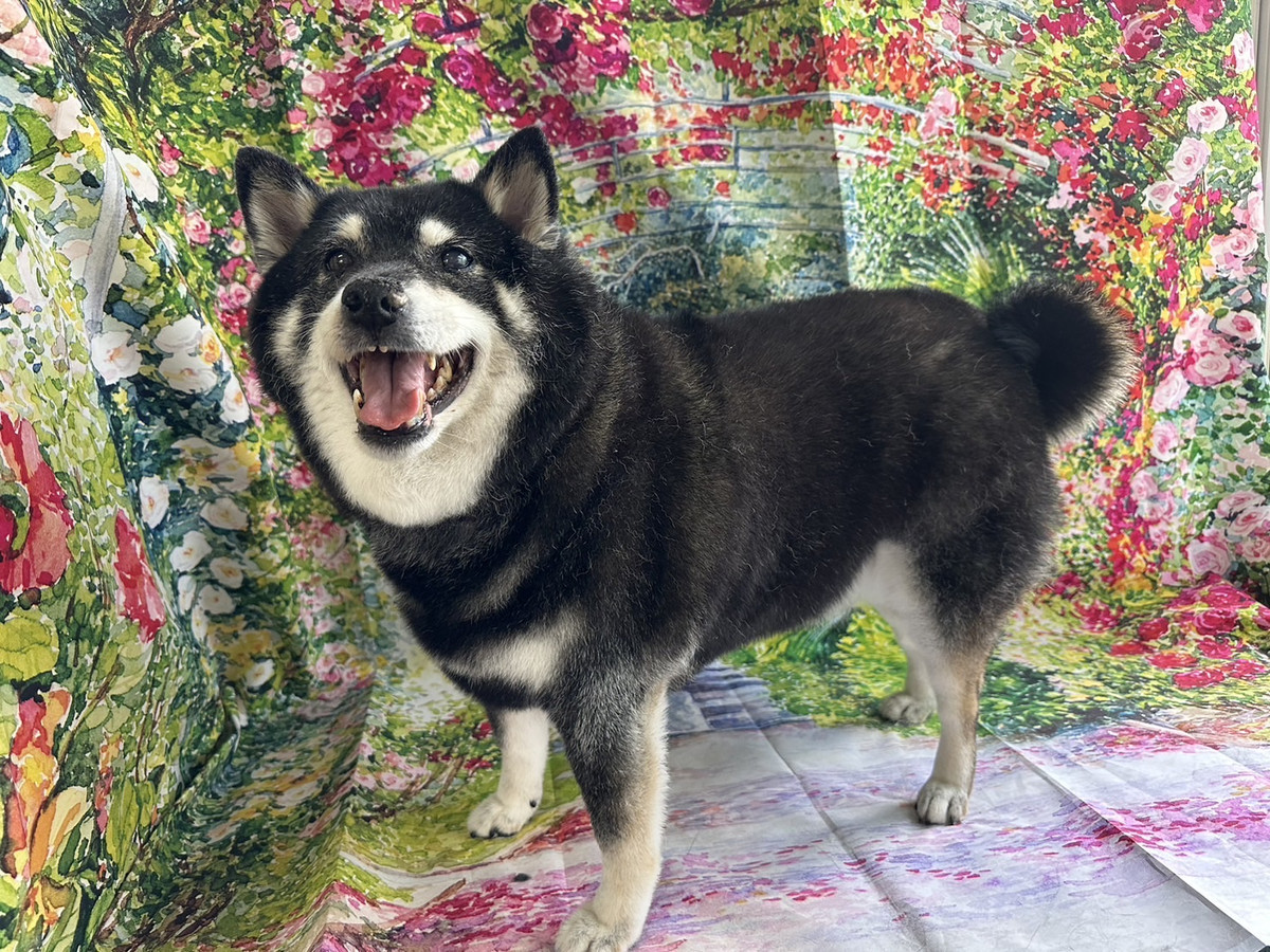 柴のりんちゃん グルーミングコース