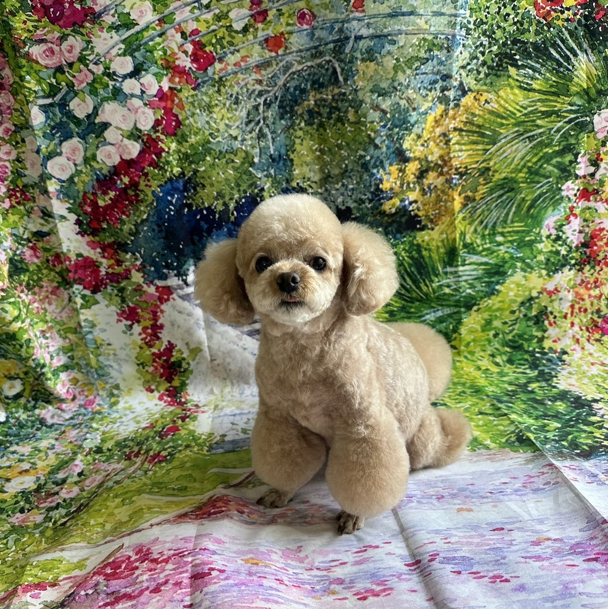 プードルの岳ちゃん トリミングコース デンタル