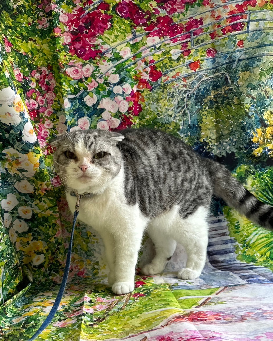 猫のチャオちゃん シャンプーコース お爪切り お耳掃除