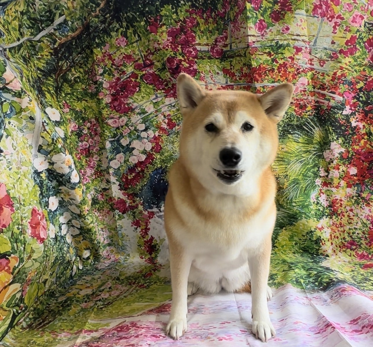 柴のモモちゃん グルーミングコース 炭酸泉