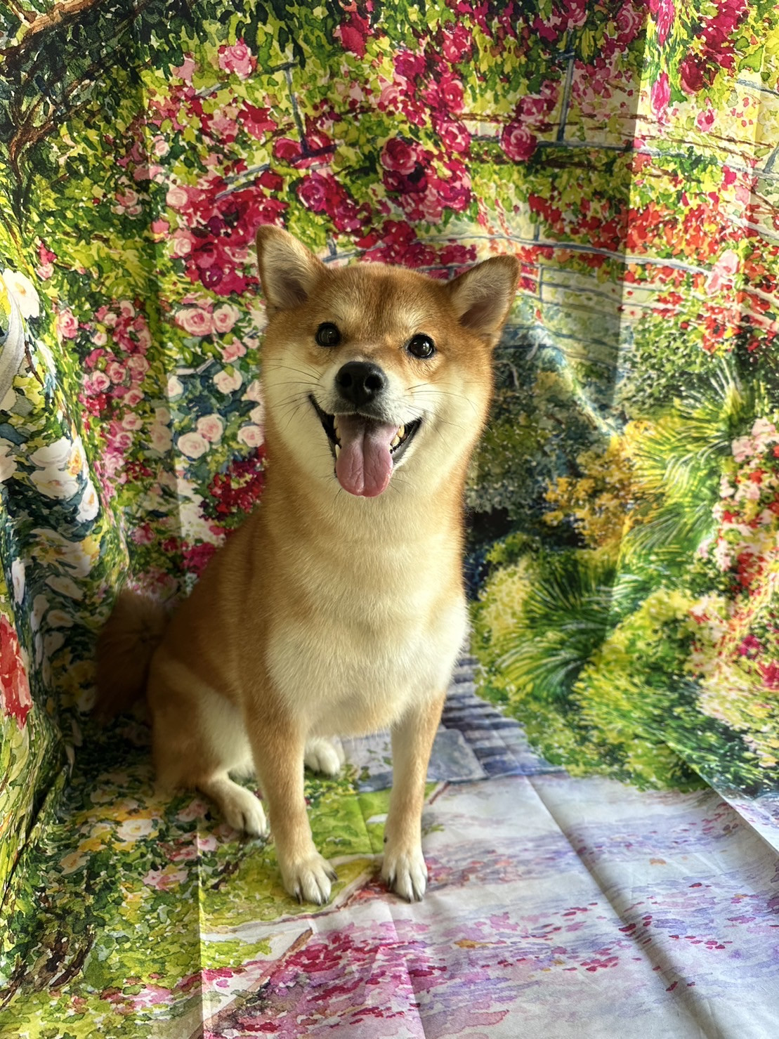 柴のあんずちゃん シャンプーコース お爪切り