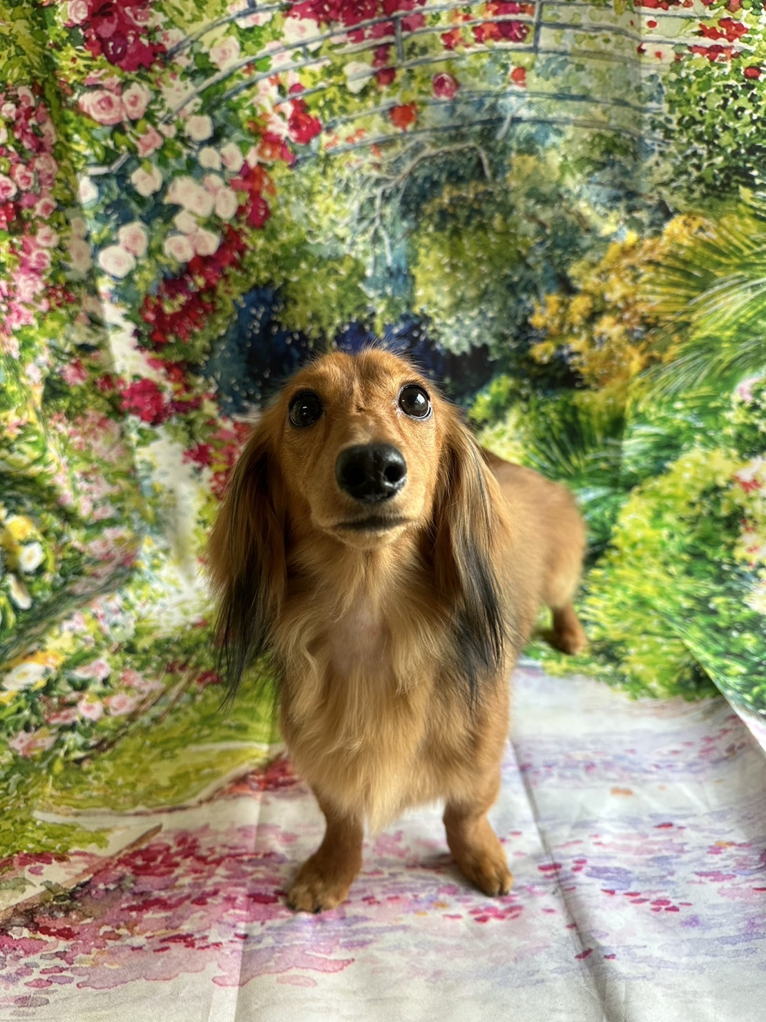 ダックスのリクちゃん グルーミングコ ース