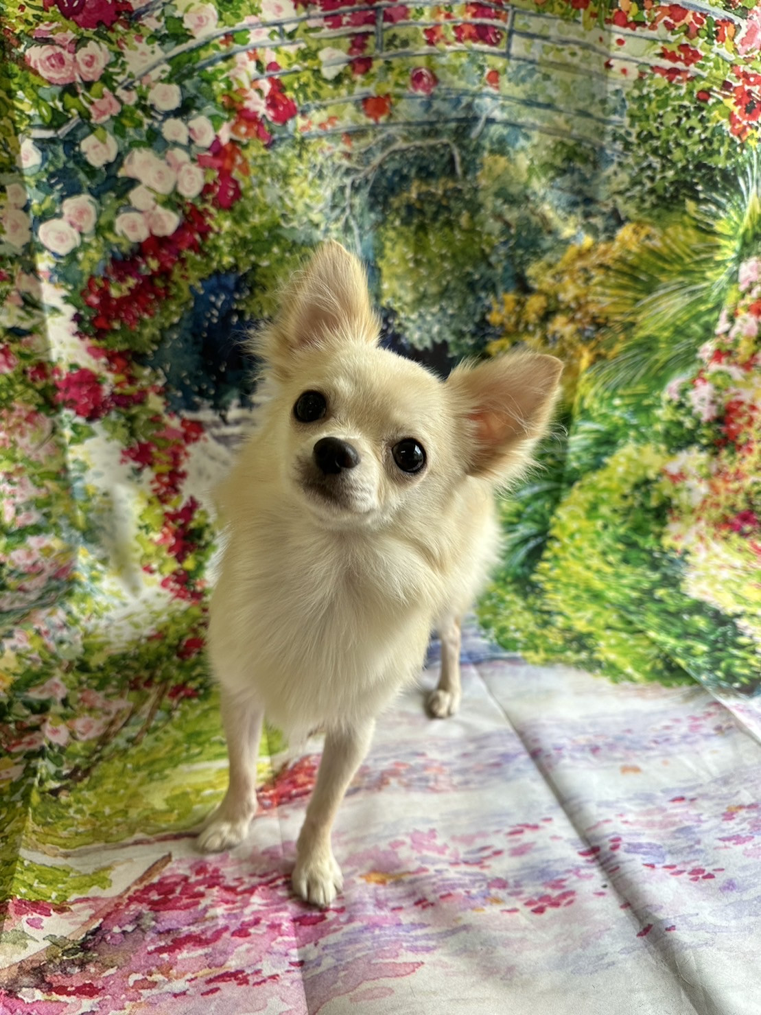 チワワのまるちゃん グルーミングコース