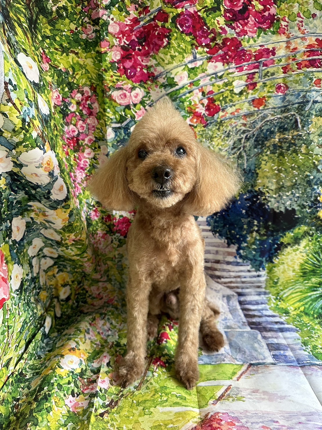 プードルのマロンちゃん トリミングコ ース