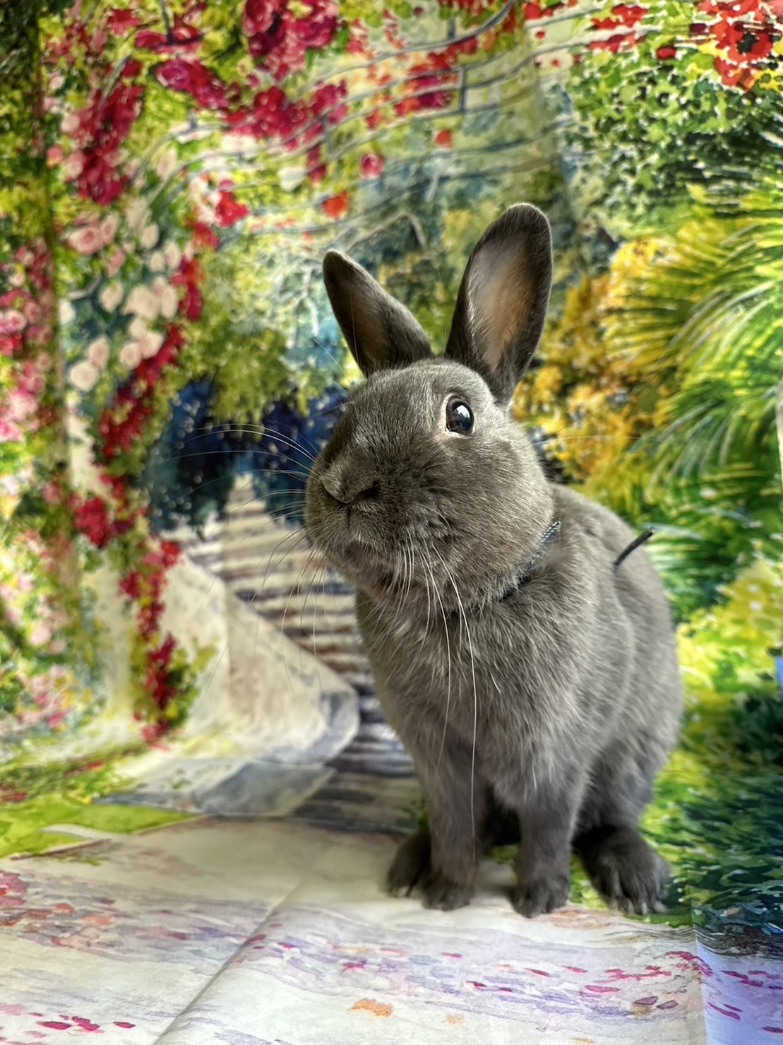 うさぎのソラちゃん おお爪切り