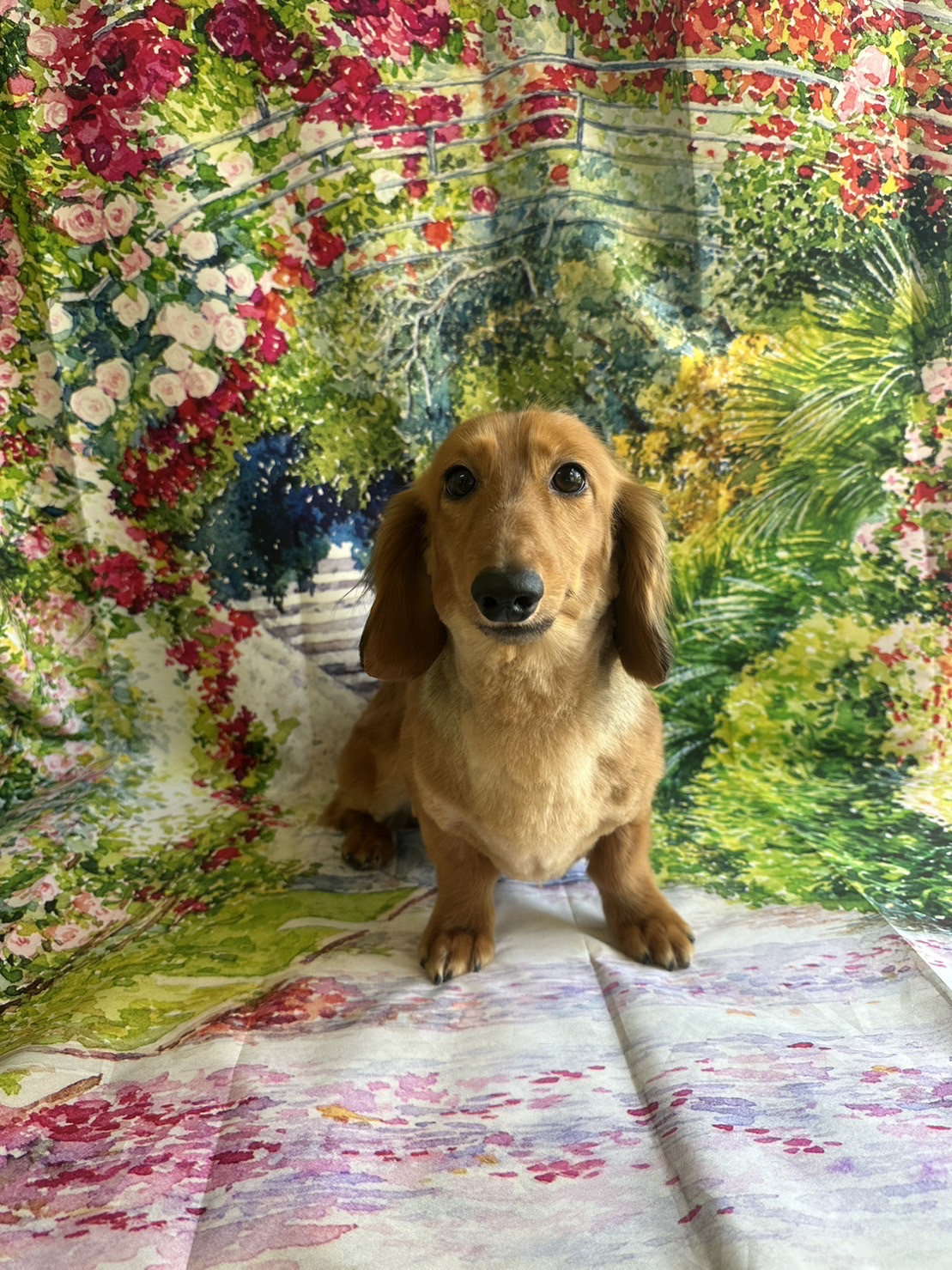 ダックスのルークちゃん トリミングコ ース