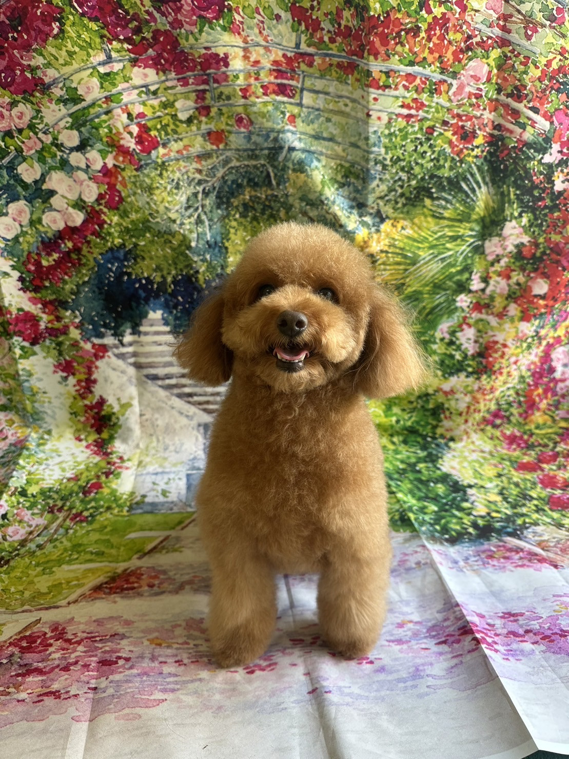 プードルのチョコちゃん グルーミングコース デンタル