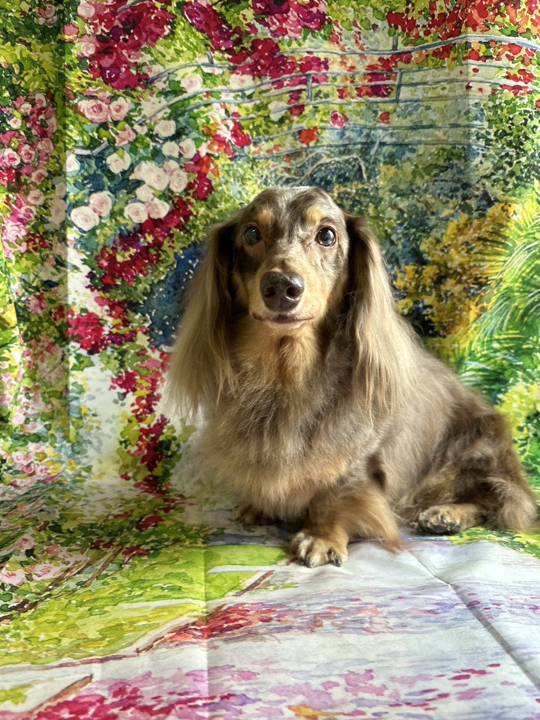 ダックスのシエルちゃん グルーミングコース