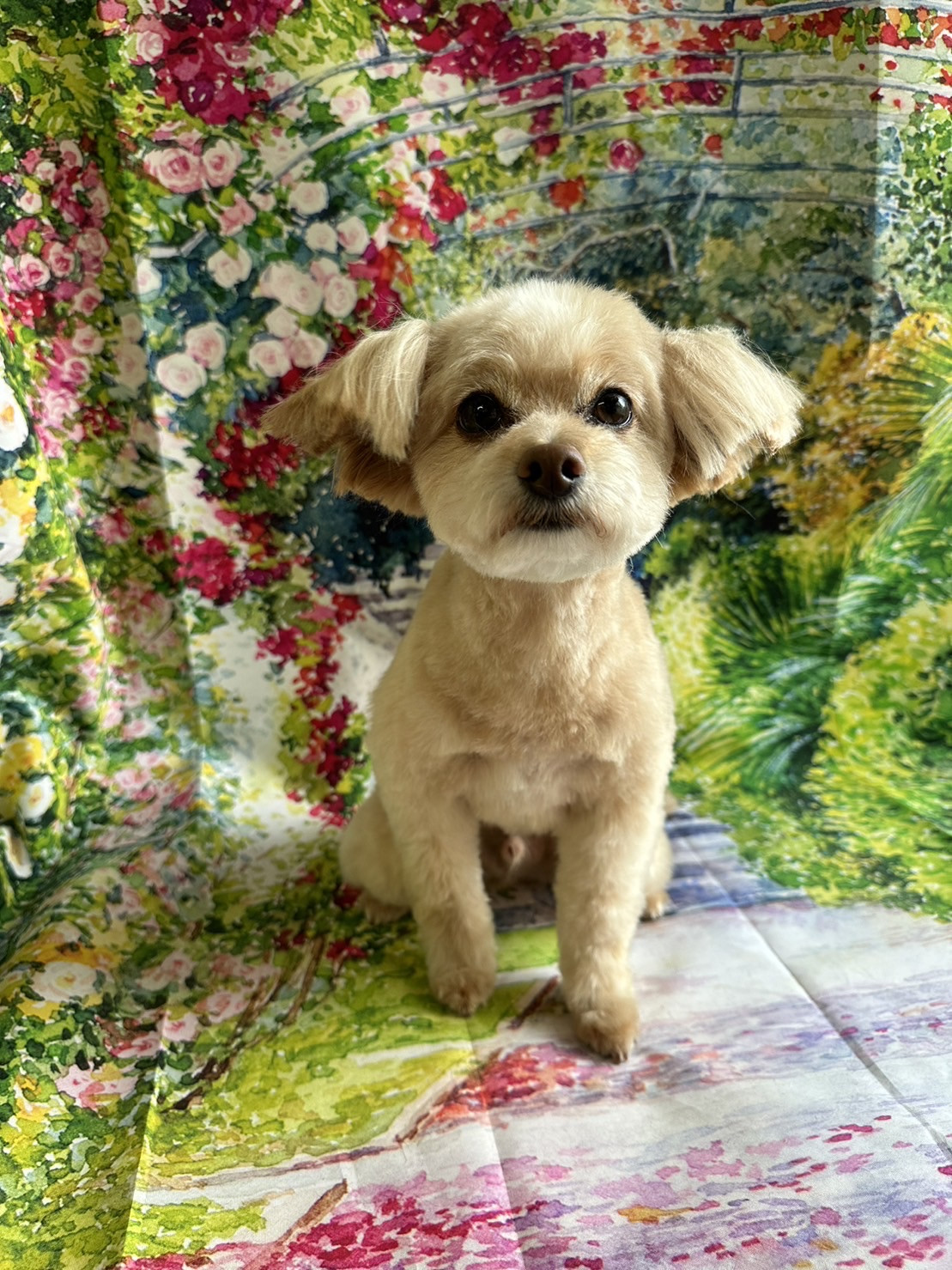 MIXの空太ちゃん トリミングコース