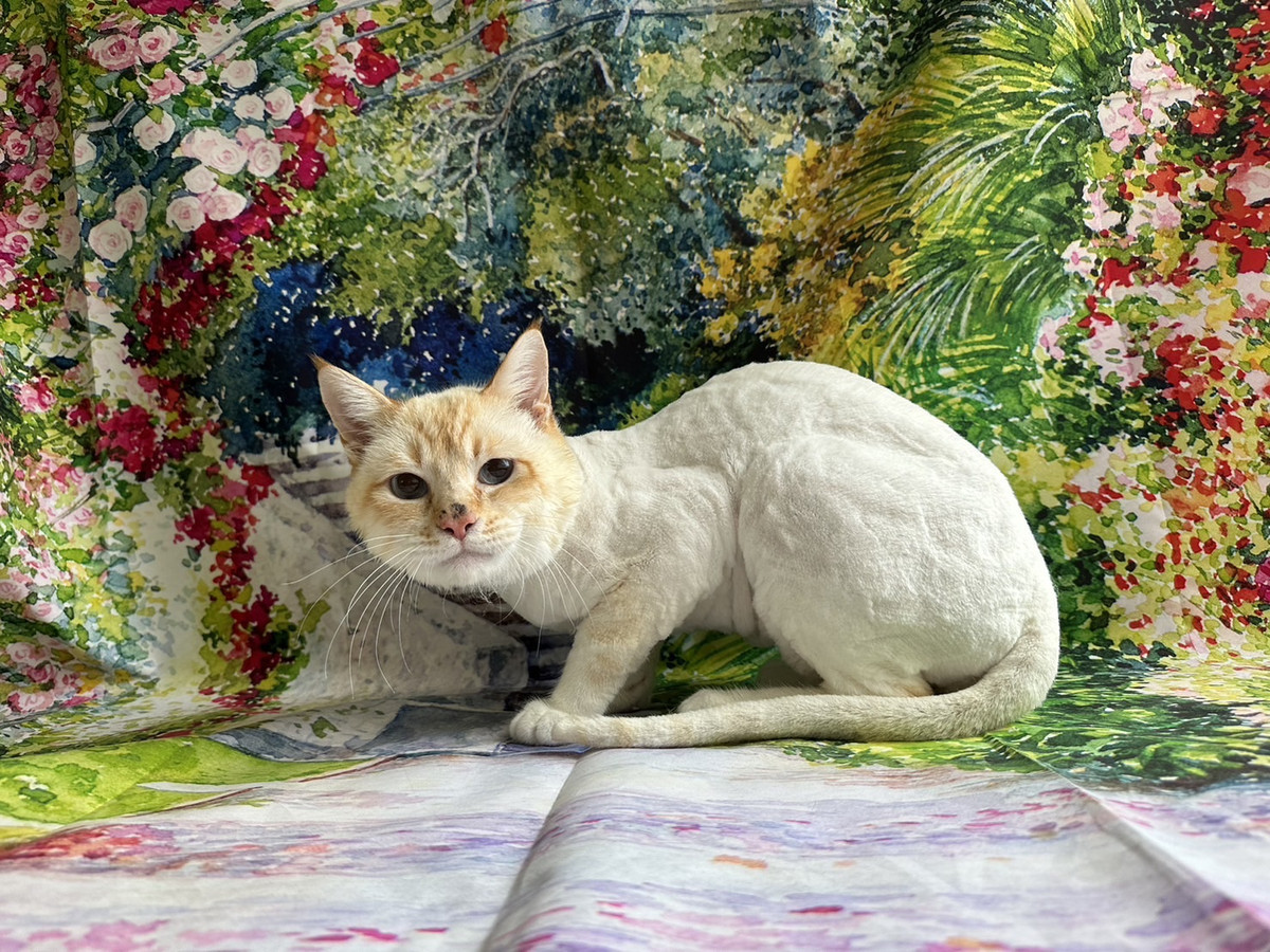 猫のアイルちゃん トリミングコース