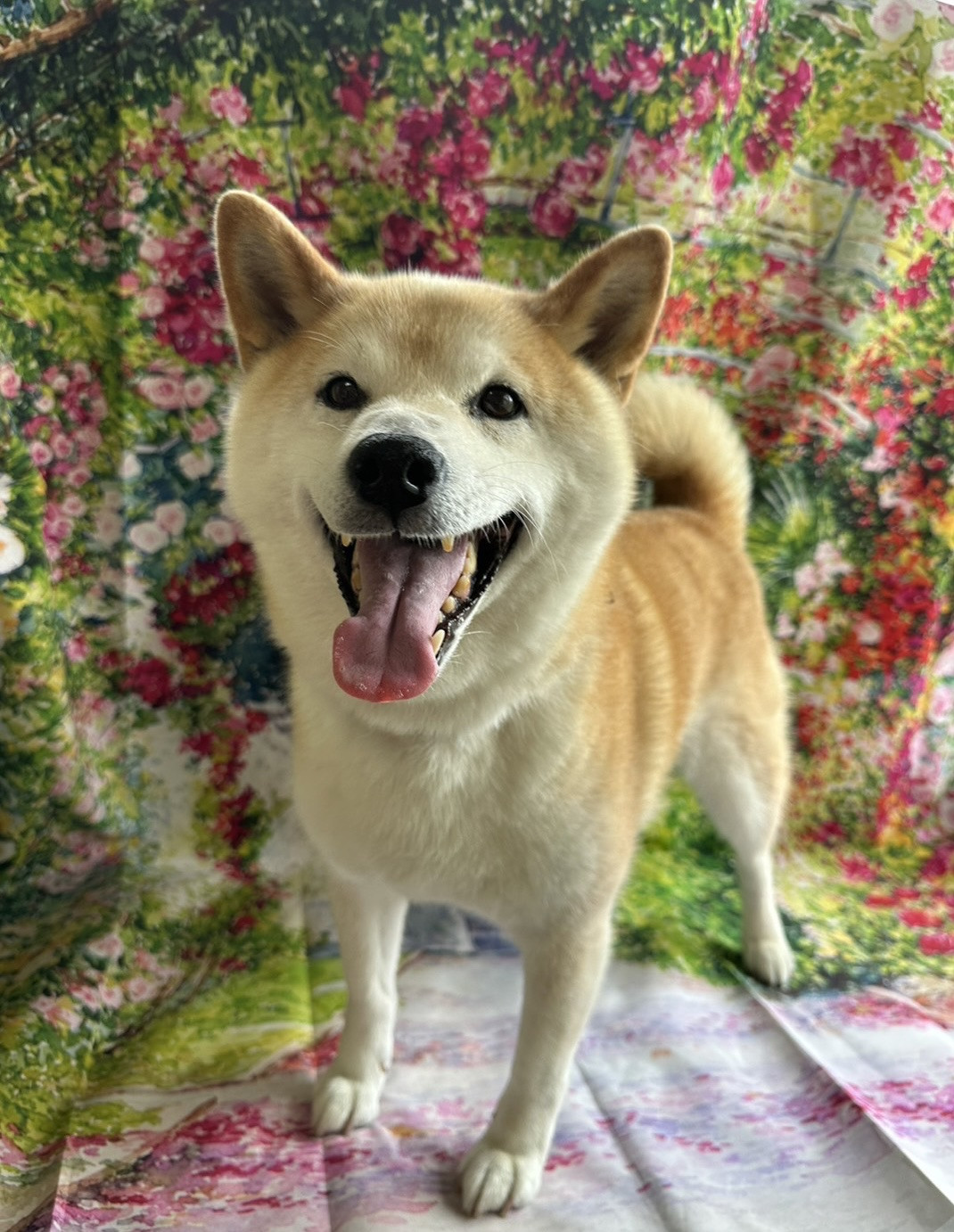 柴のりゅうちゃん 肛門腺絞り