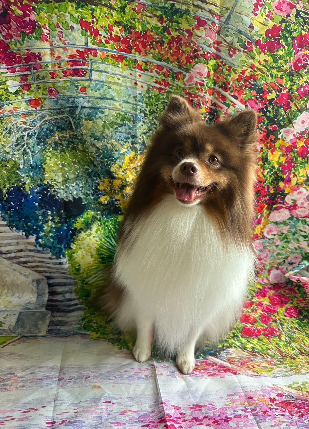 MIXのシェリちゃん グルーミングコース