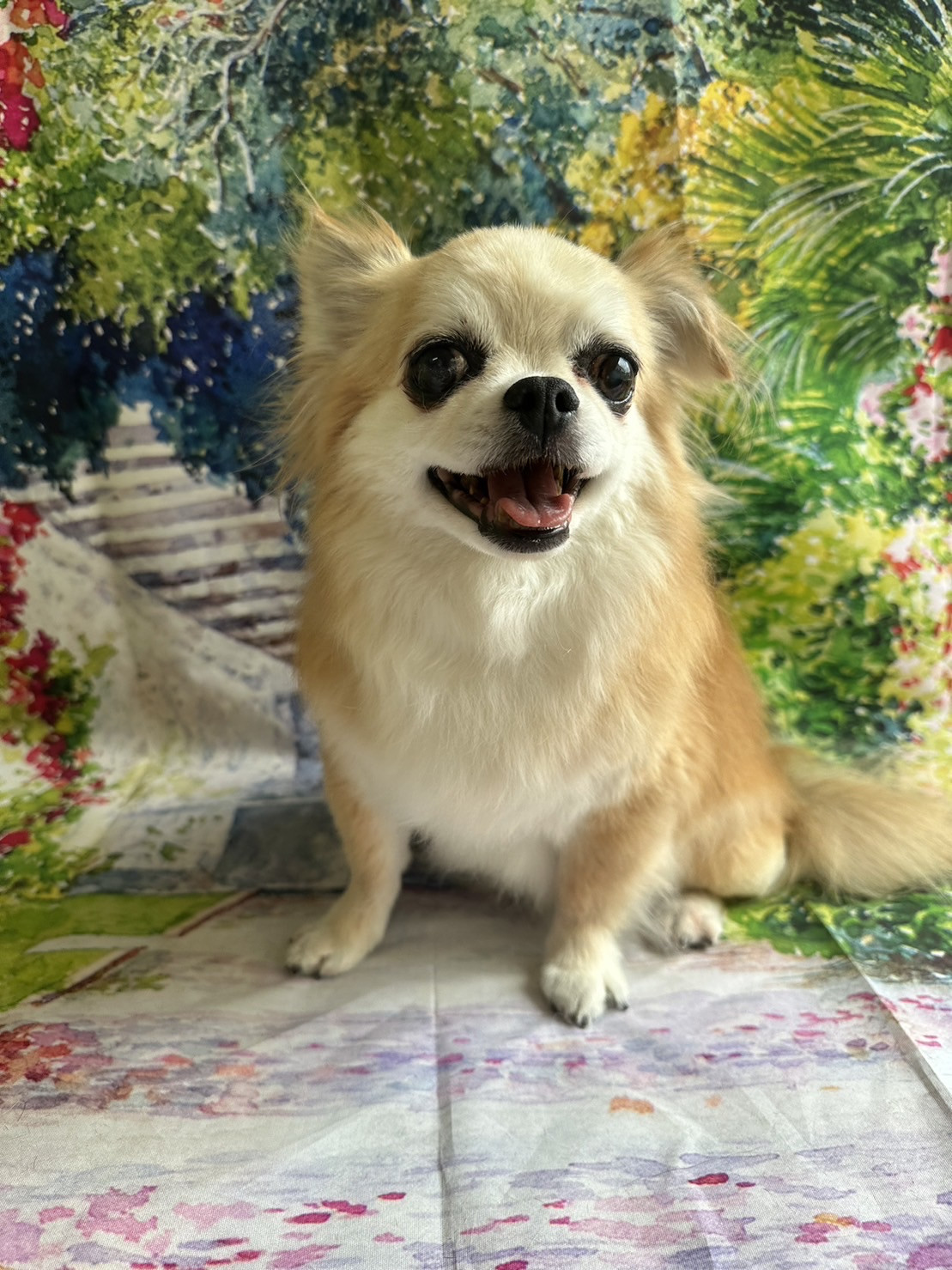 チワワのサスケちゃん グルーミングコース 部分カット