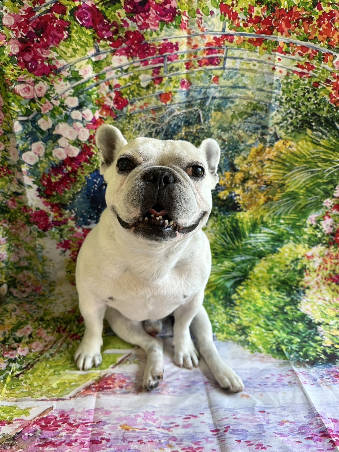 フレブルのハジメちゃん グルーミングコース