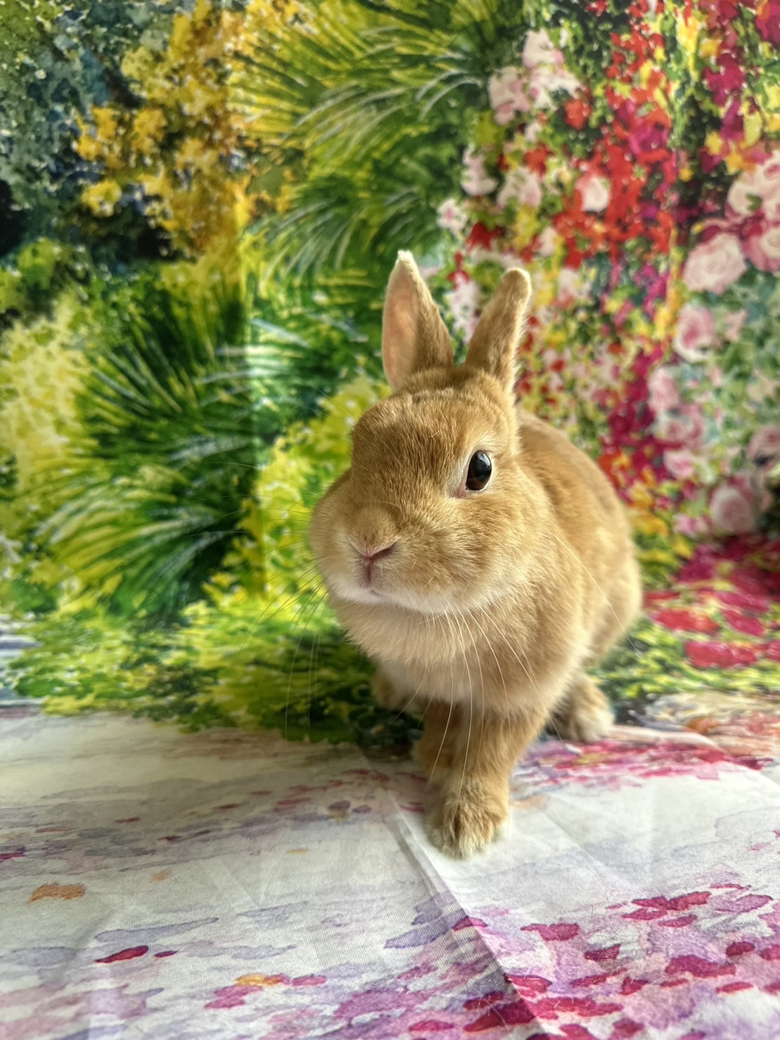 うさぎのミルキーちゃん お爪切り