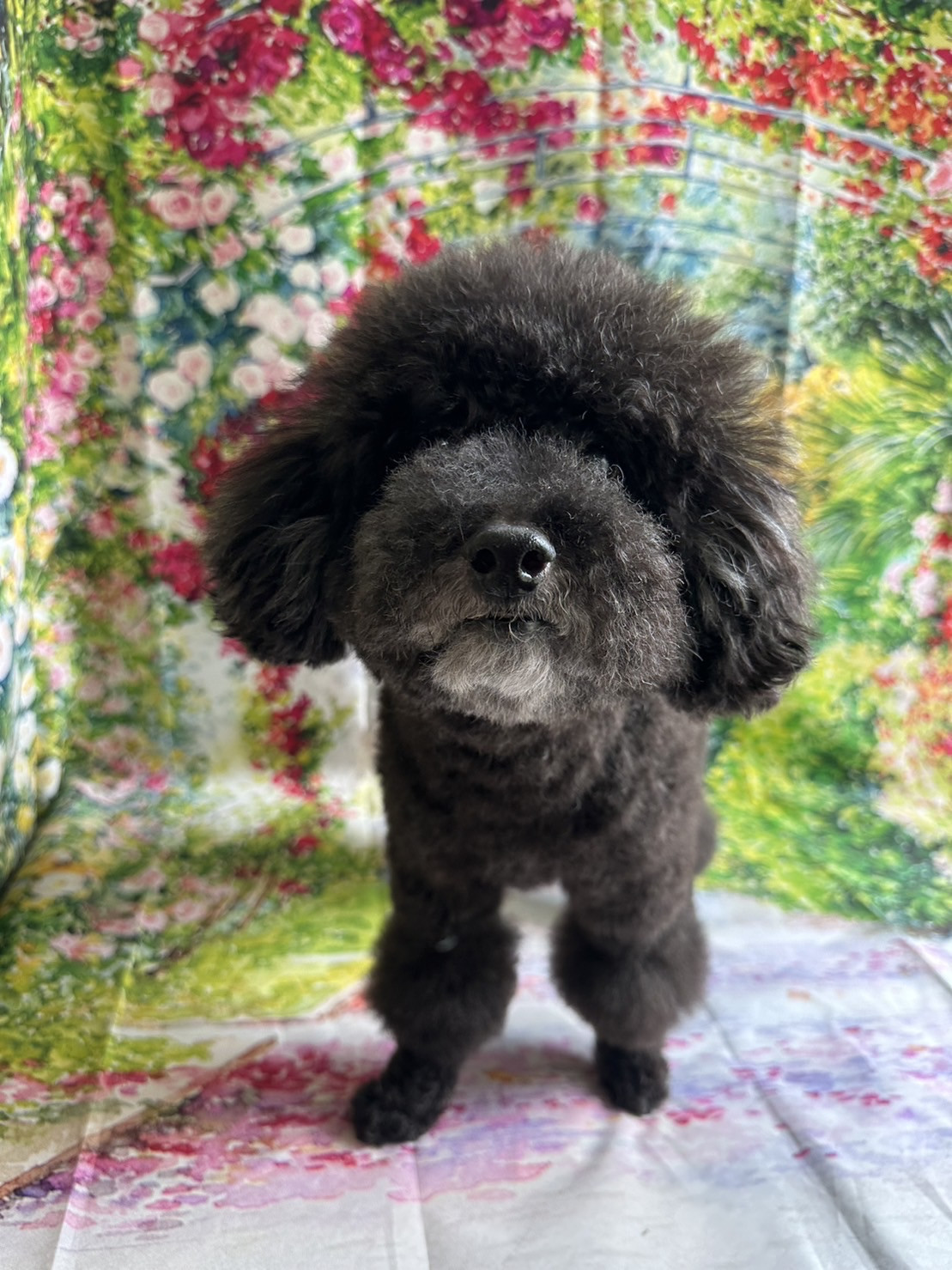 プードルのクールちゃん シャンプーコース お耳掃除