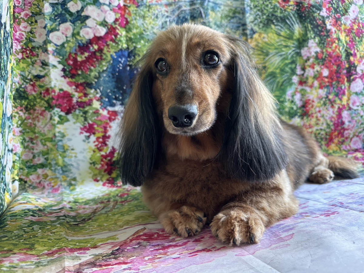 ダックスのメルちゃん シャンプーコース デンタル