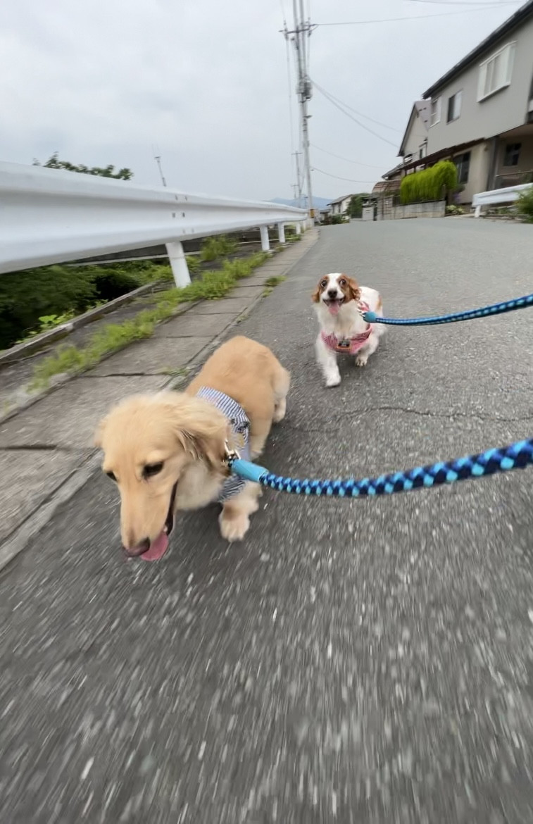 ダックスフンド ひまわりちゃんちゃちゃ丸ちゃん お泊まりの様子