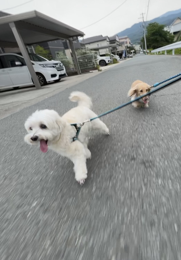 MIX ルークちゃん お泊まりの様子