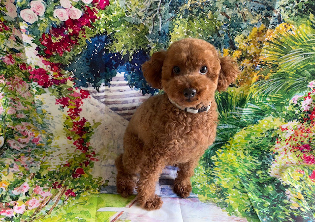 トイプードル イヴちゃん オプション