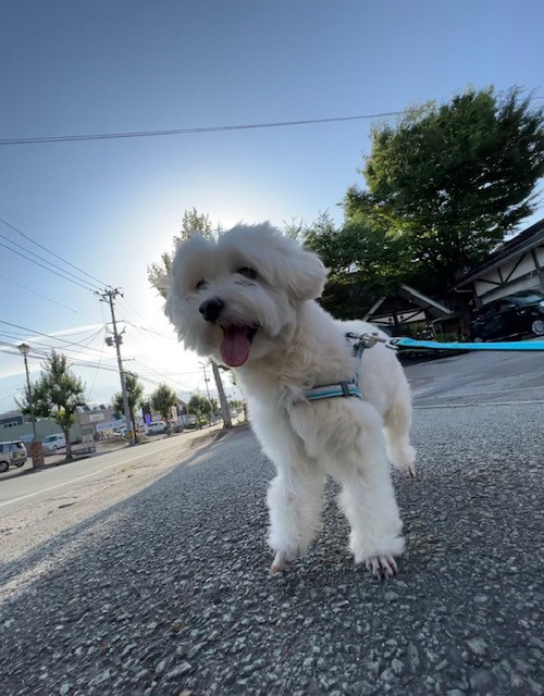 MIX ルークちゃん お泊まりの様子