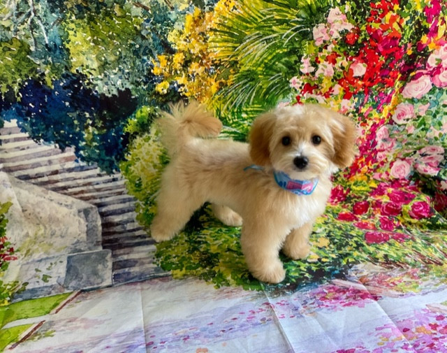 MIX シエルちゃん トリミングコース