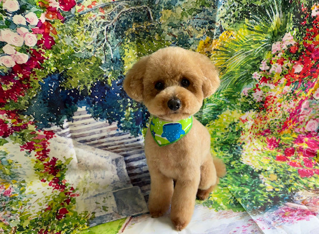 トイプードル まるちゃん トリミングコース