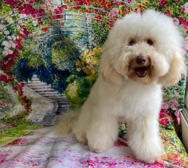 オーストラリアンラブラドゥードル ロアちゃん シャンプーコース