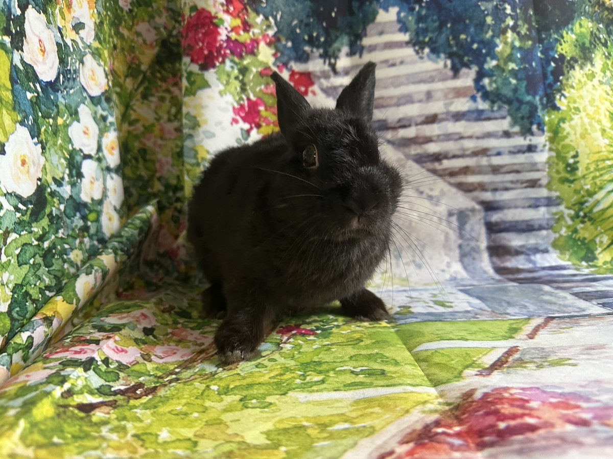 うさぎのうにちゃん お爪切り