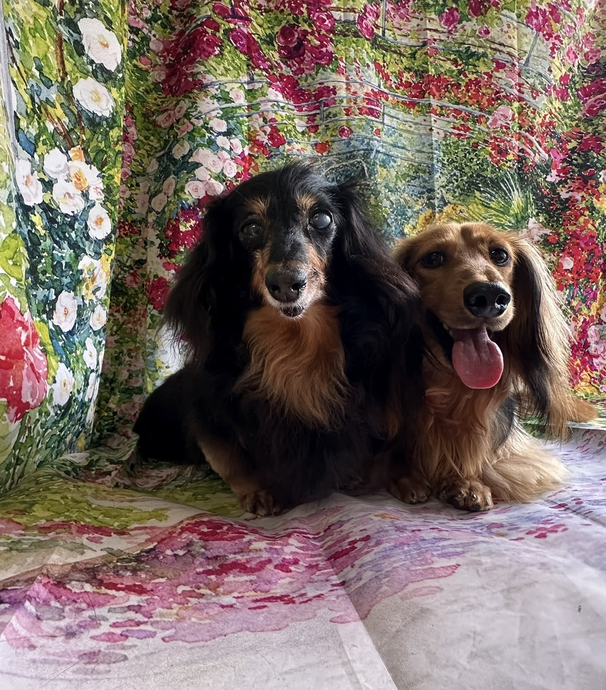 ダックスのももちゃん&たろーちゃん グルーミングコース 部分カット デンタル