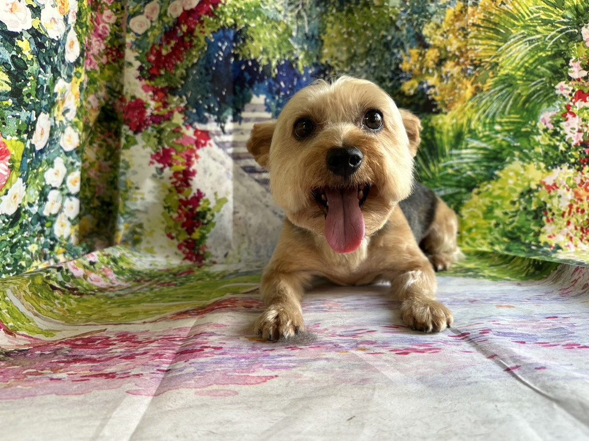 ヨーキーのららちゃん トリミングコース