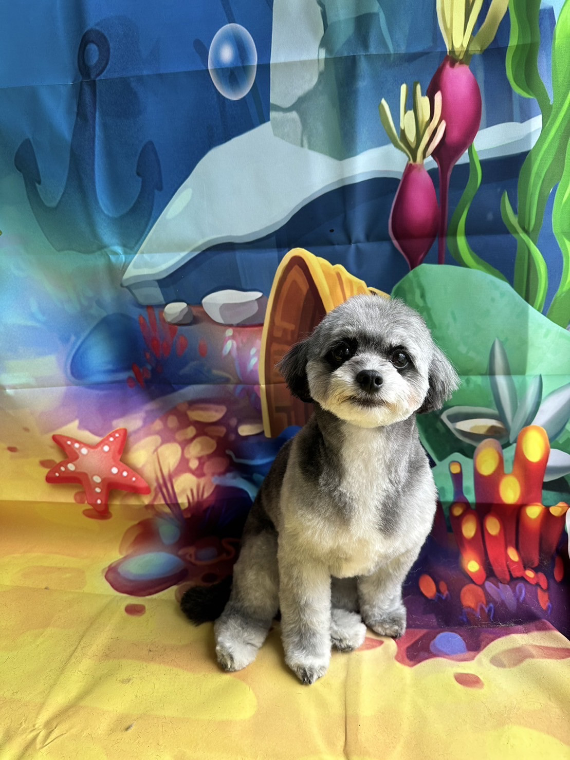 MIXのコマちゃん トリミングコース