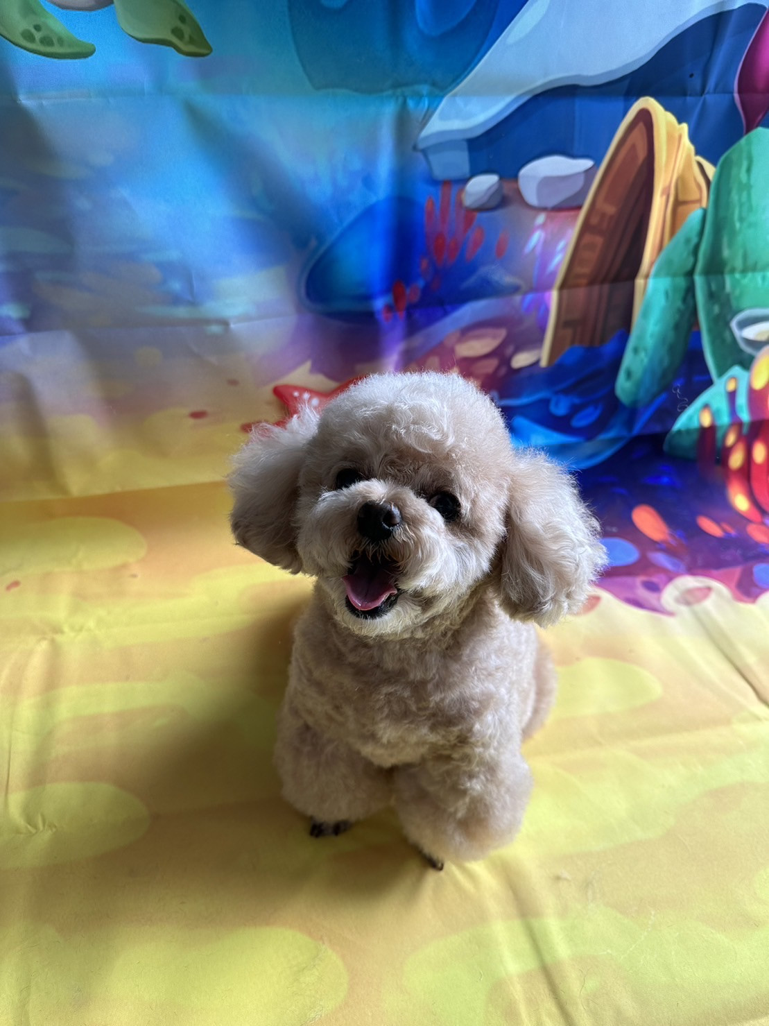 プードルの岳ちゃん