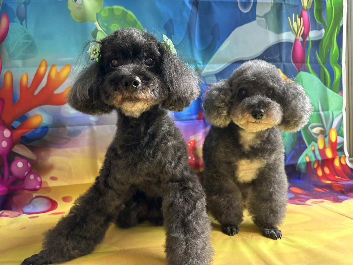 プードルのビビアンちゃん&ココちゃん グルーミングコース 部分カット デン タル