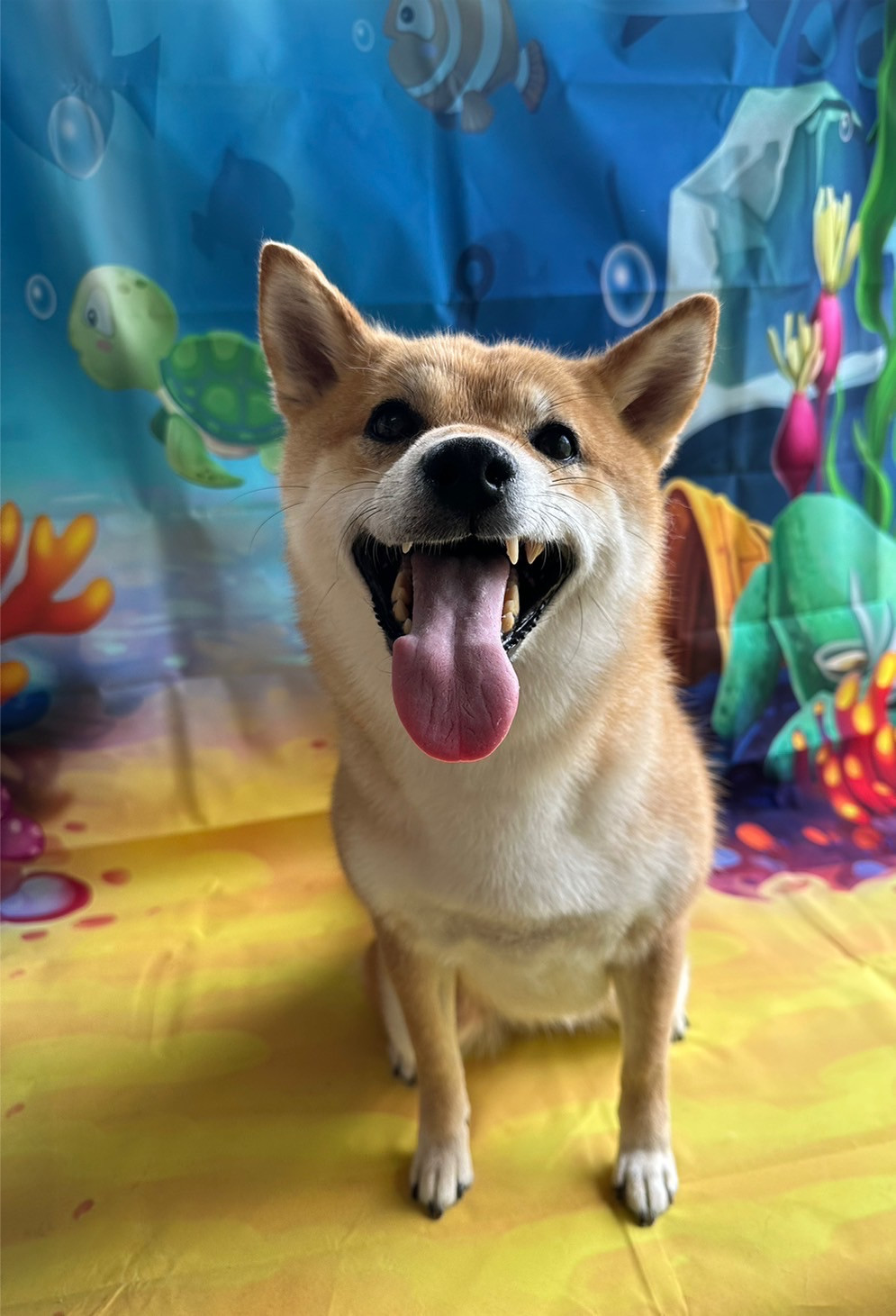 柴のちくわちゃん グルーミングコース