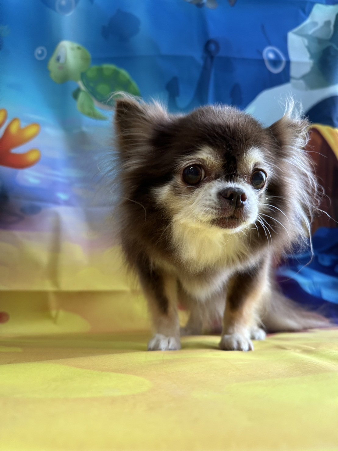 チワワのあんずちゃん グルーミングコ ース