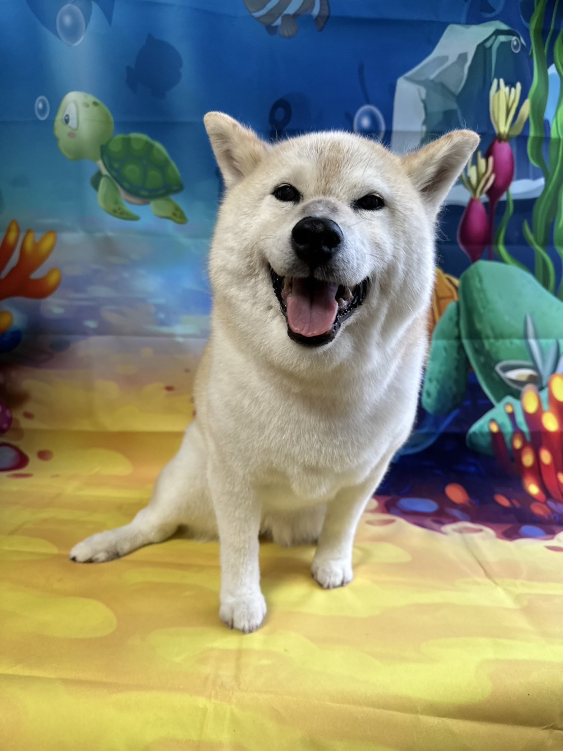 柴のクッキーちゃん グルーミングコース