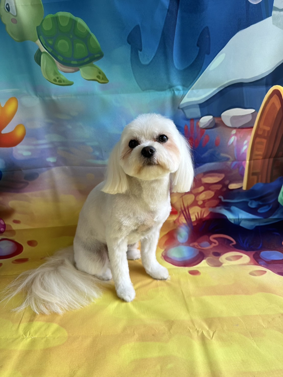 MIXのあやめちゃん トリミングコース