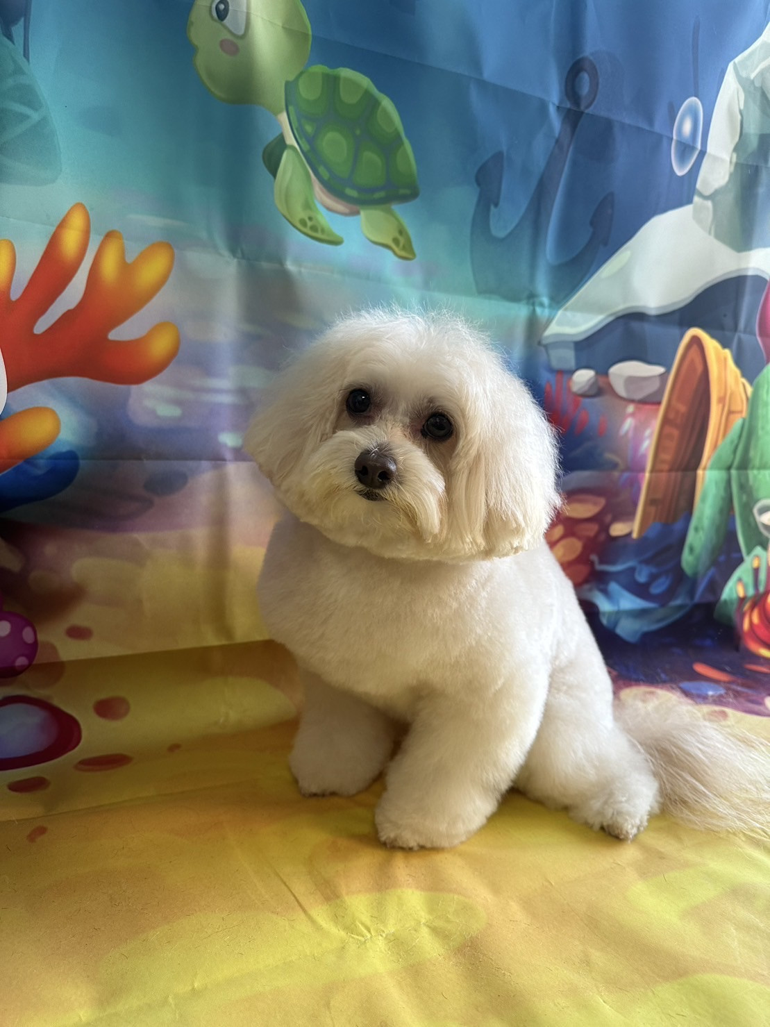 MIXのななちゃん トリミングコース デンタル