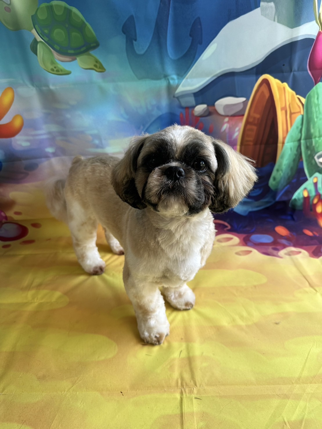 シーズーのそらちゃん トリミングコース