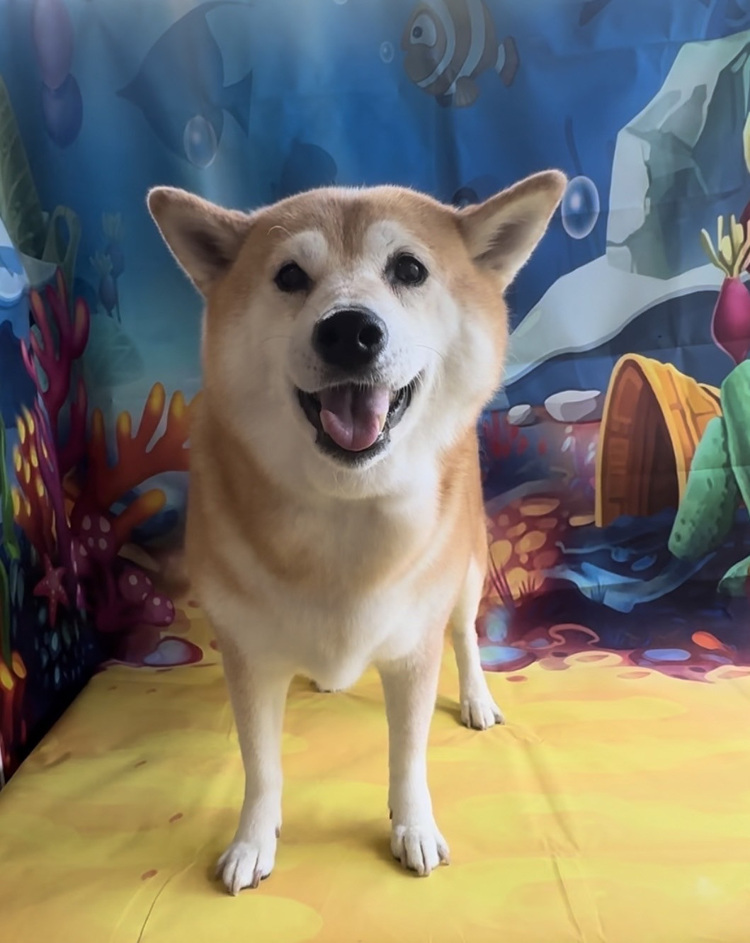 柴のモモちゃん グルーミングコース 炭酸泉